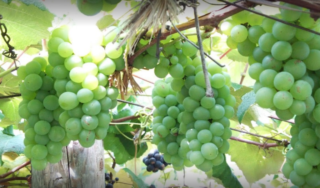 北海道9月果物狩り21年のおすすめ果樹園3選を紹介 期間はいつからいつまで 札幌情報お届け